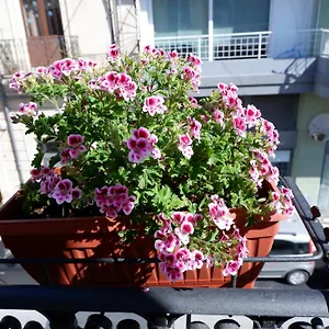  Apartament Sikania